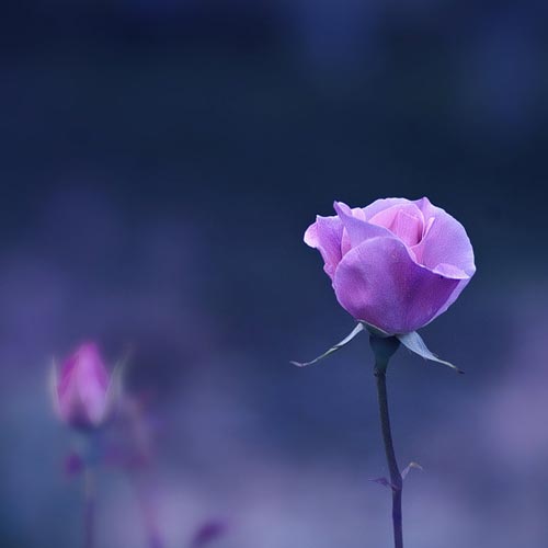 Mebilia Photography