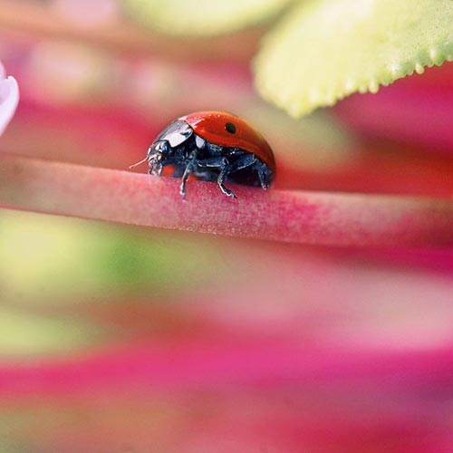 Mebilia Photography