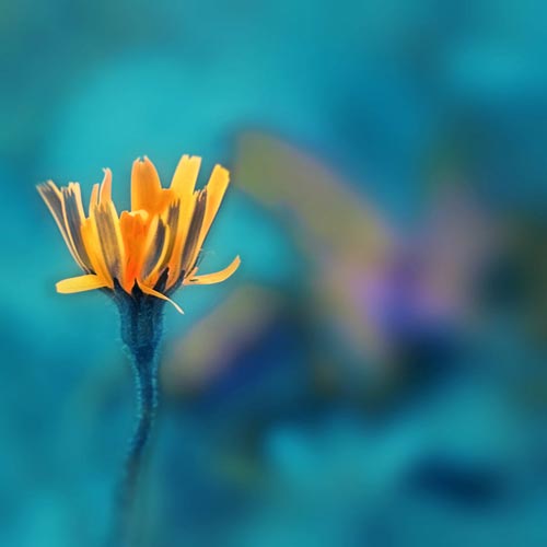 Mebilia Photography