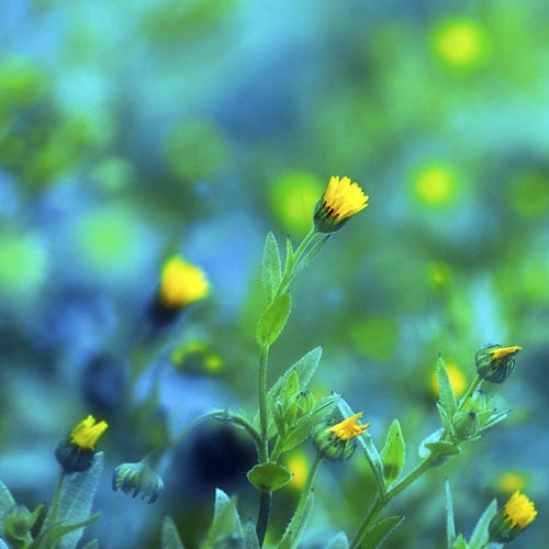Mebilia Photography