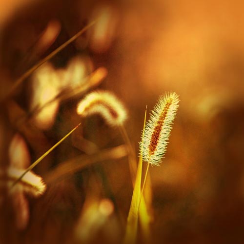 Mebilia Photography