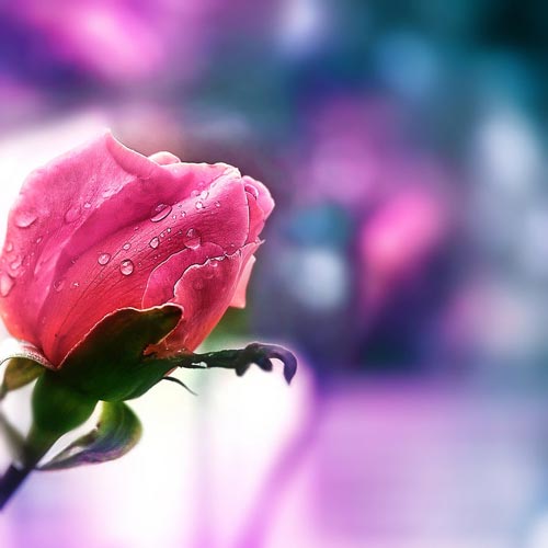 Mebilia Photography