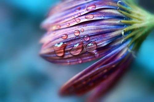 Mebilia Photography