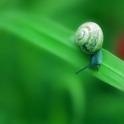 Mebilia Photography