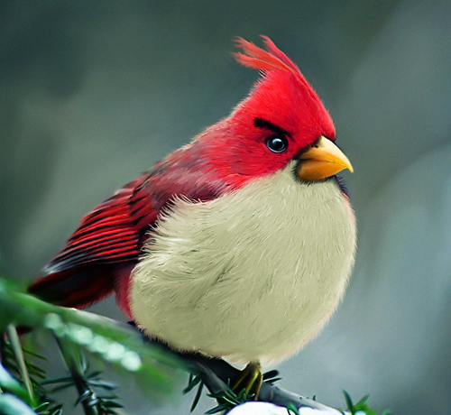 Angry birds by Mohamed Raoof