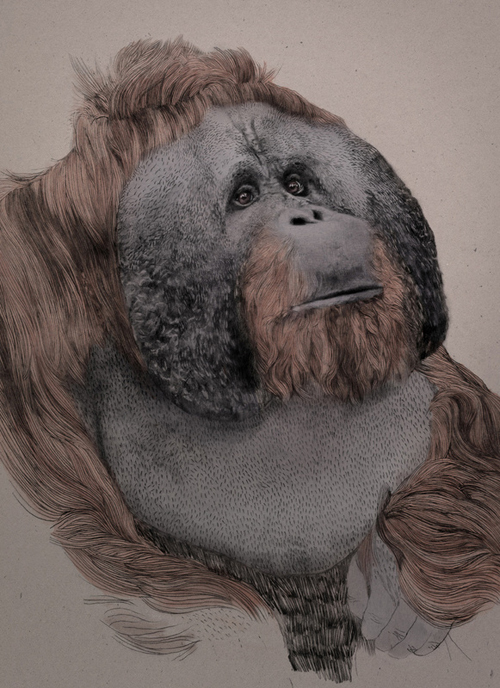 Stunning Illustrations by Jamie mitchell
