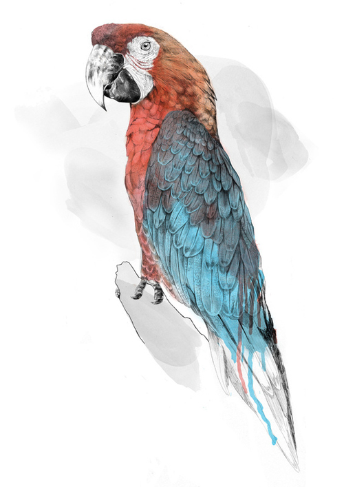 Stunning Illustrations by Jamie mitchell