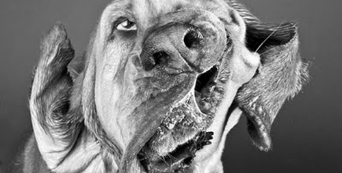 Dogs Portraits by Carli Davidson