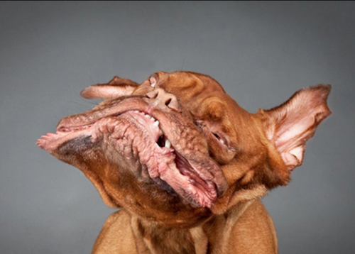 Dogs Portraits by Carli Davidson