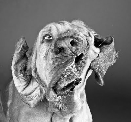 Dogs Portraits by Carli Davidson