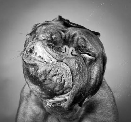 Dogs Portraits by Carli Davidson
