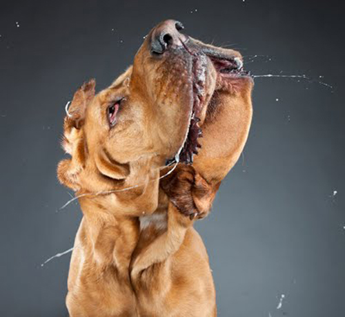 Dogs Portraits by Carli Davidson