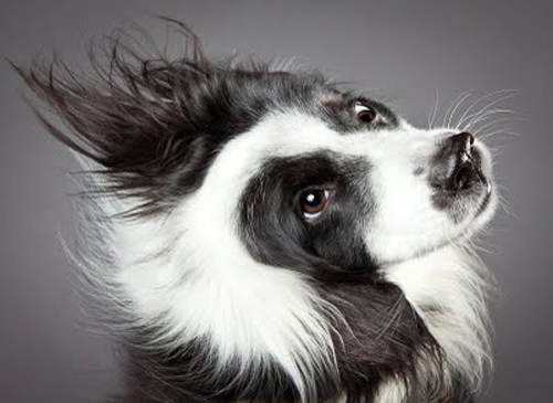 Dogs Portraits by Carli Davidson