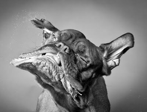 Dogs Portraits by Carli Davidson