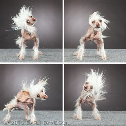 Dogs Portraits by Carli Davidson