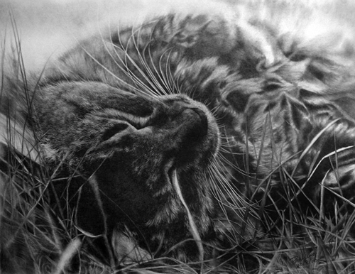 Pencil Sketches by Paul Lung