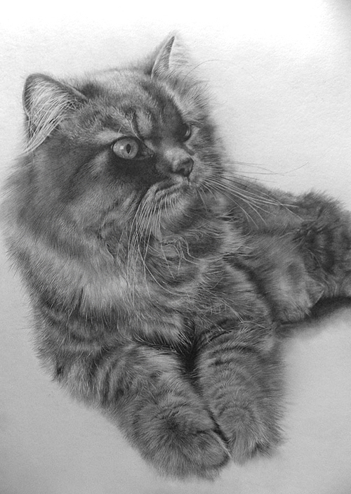 Pencil Sketches by Paul Lung