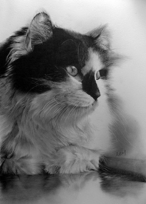Pencil Sketches by Paul Lung