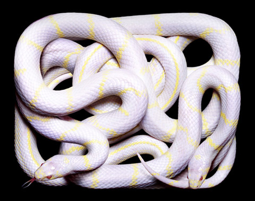 Beautiful Snakes Photography by Guido Mocafico Beautiful Snakes Photography by Guido Mocafico