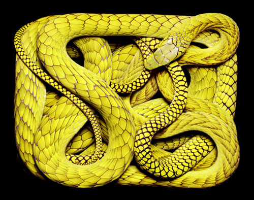 Beautiful Snakes Photography by Guido Mocafico Beautiful Snakes Photography by Guido Mocafico