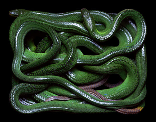 Beautiful Snakes Photography by Guido Mocafico Beautiful Snakes Photography by Guido Mocafico