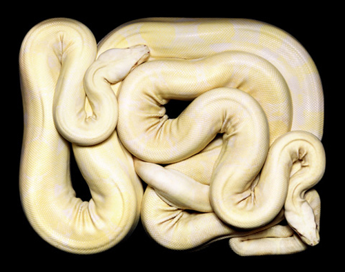 Beautiful Snakes Photography by Guido Mocafico Beautiful Snakes Photography by Guido Mocafico