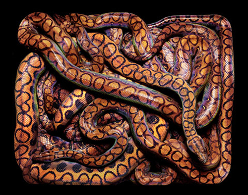 Beautiful Snakes Photography by Guido Mocafico Beautiful Snakes Photography by Guido Mocafico