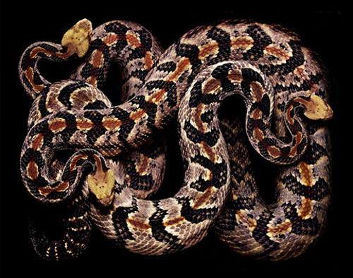 Beautiful Snakes Photography by Guido Mocafico Beautiful Snakes Photography by Guido Mocafico