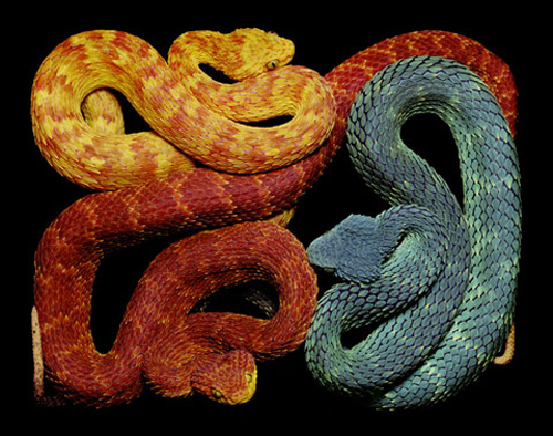Beautiful Snakes Photography by Guido Mocafico Beautiful Snakes Photography by Guido Mocafico