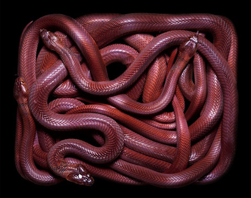 Beautiful Snakes Photography by Guido Mocafico Beautiful Snakes Photography by Guido Mocafico