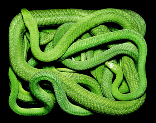 Beautiful Snakes Photography by Guido Mocafico Beautiful Snakes Photography by Guido Mocafico