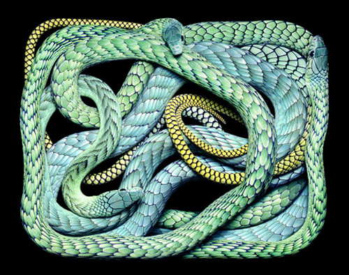 Beautiful Snakes Photography by Guido Mocafico Beautiful Snakes Photography by Guido Mocafico