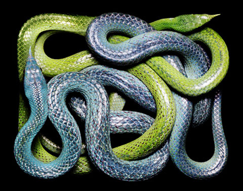 Beautiful Snakes Photography by Guido Mocafico Beautiful Snakes Photography by Guido Mocafico