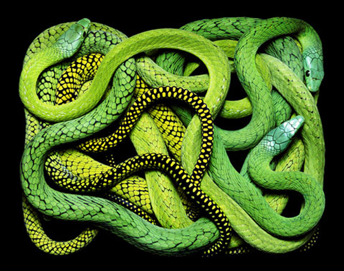 Beautiful Snakes Photography by Guido Mocafico Beautiful Snakes Photography by Guido Mocafico