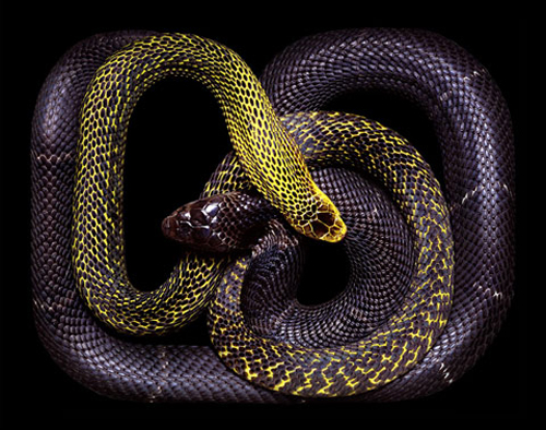 Beautiful Snakes Photography by Guido Mocafico Beautiful Snakes Photography by Guido Mocafico