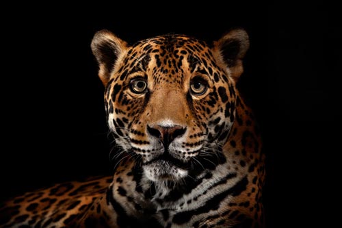 Big Cats Photography by Vincent J Musi