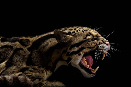 Big Cats Photography by Vincent J Musi