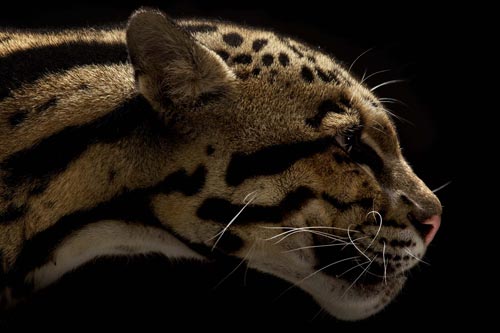 Big Cats Photography by Vincent J Musi