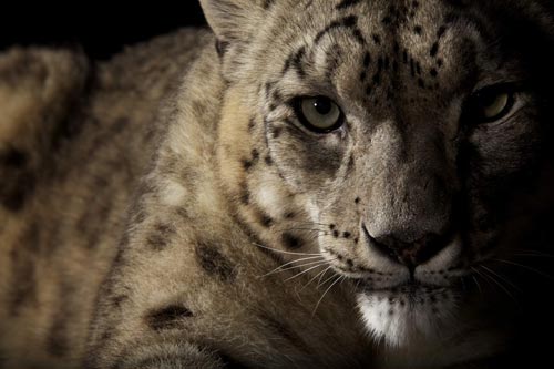 Big Cats Photography by Vincent J Musi