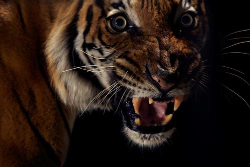 Big Cats Photography by Vincent J Musi