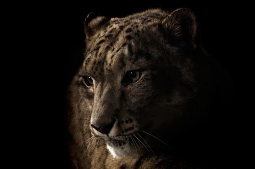 Big Cats Photography by Vincent J Musi
