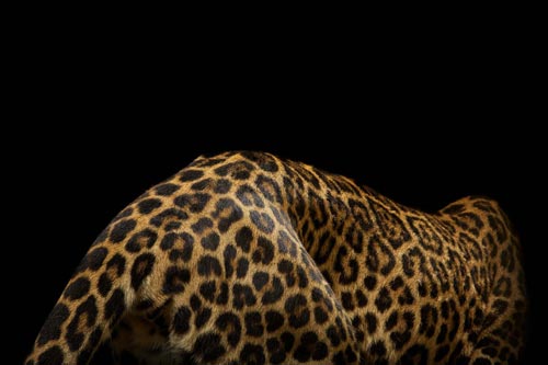 Big Cats Photography by Vincent J Musi