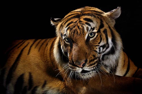 Big Cats Photography by Vincent J Musi