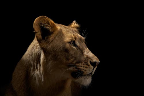 Big Cats Photography by Vincent J Musi