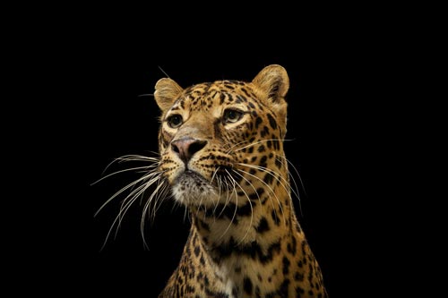 Big Cats Photography by Vincent J Musi