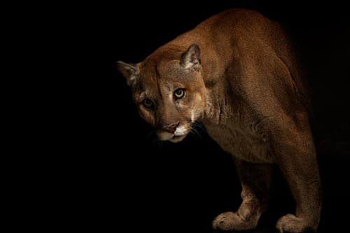 Big Cats Photography by Vincent J Musi