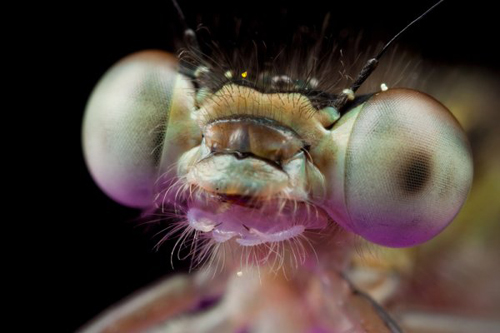 Insect Photography by Alistair Campbell
