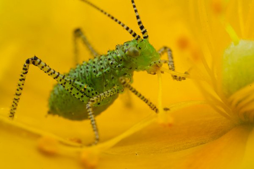 Insect Photography by Alistair Campbell