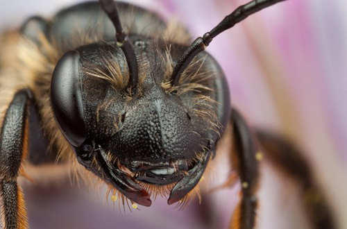 Insect Photography by Alistair Campbell