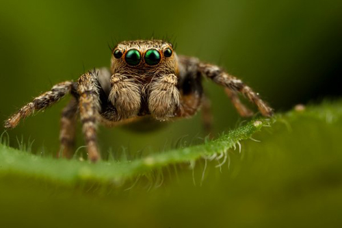 Insect Photography by Alistair Campbell